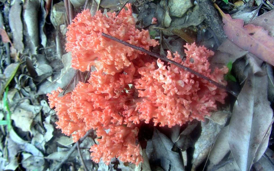 Coral Fungi