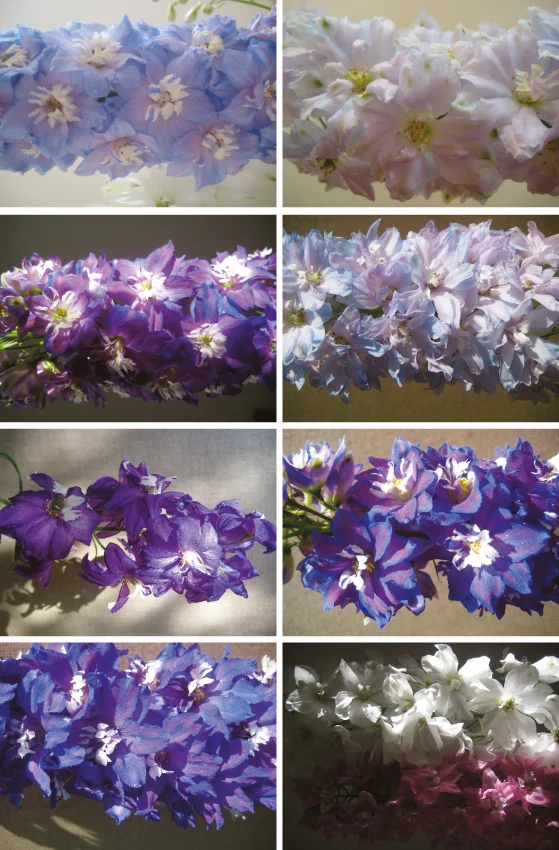 the flowerbeds_steichen5.jpg