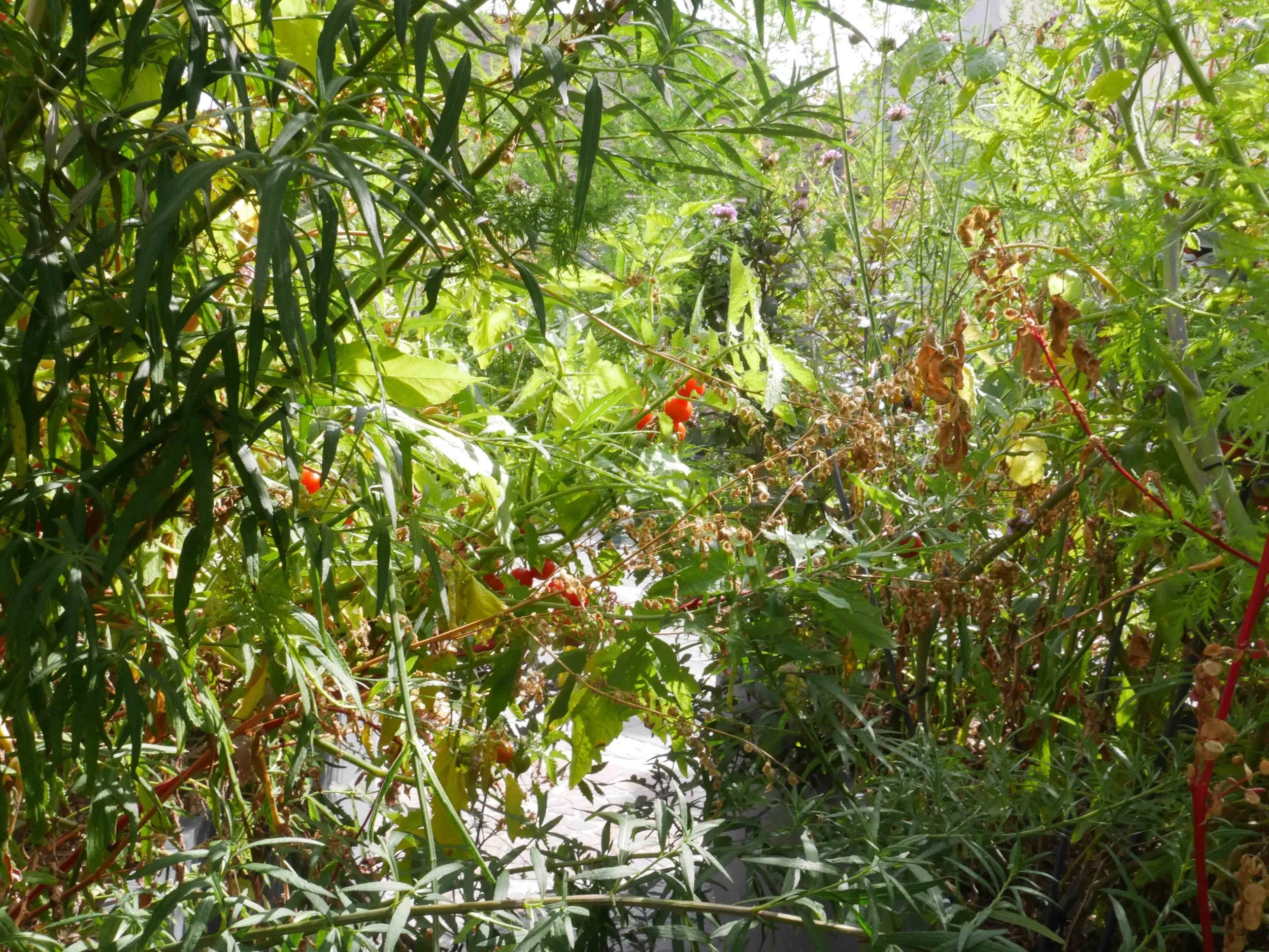 P2240849m.jpg