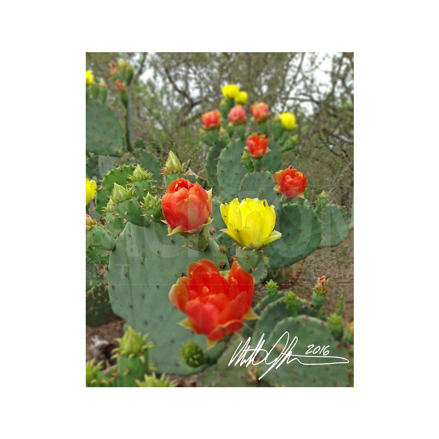 cactus-flower.jpg