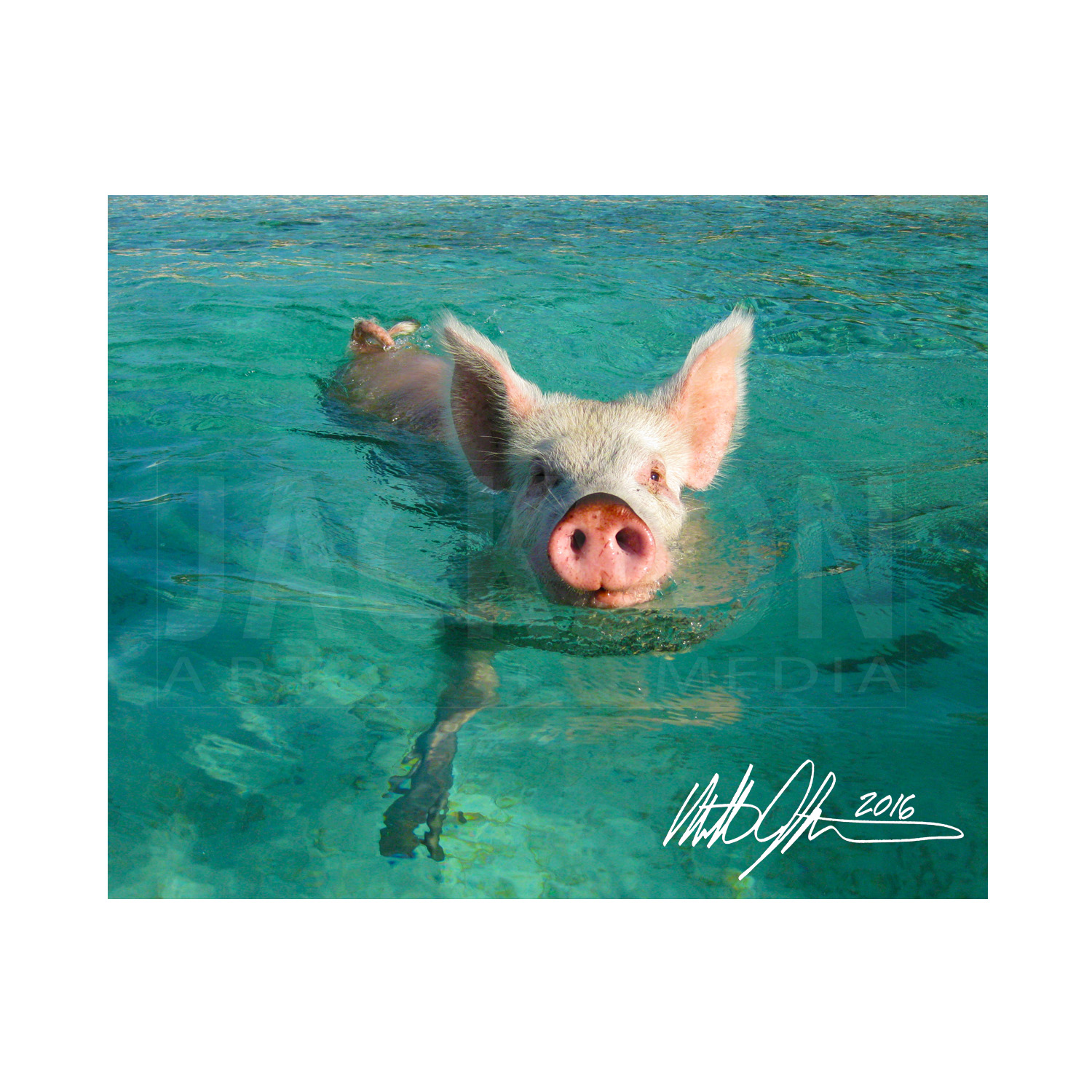 swim-pig-bahamas.jpg