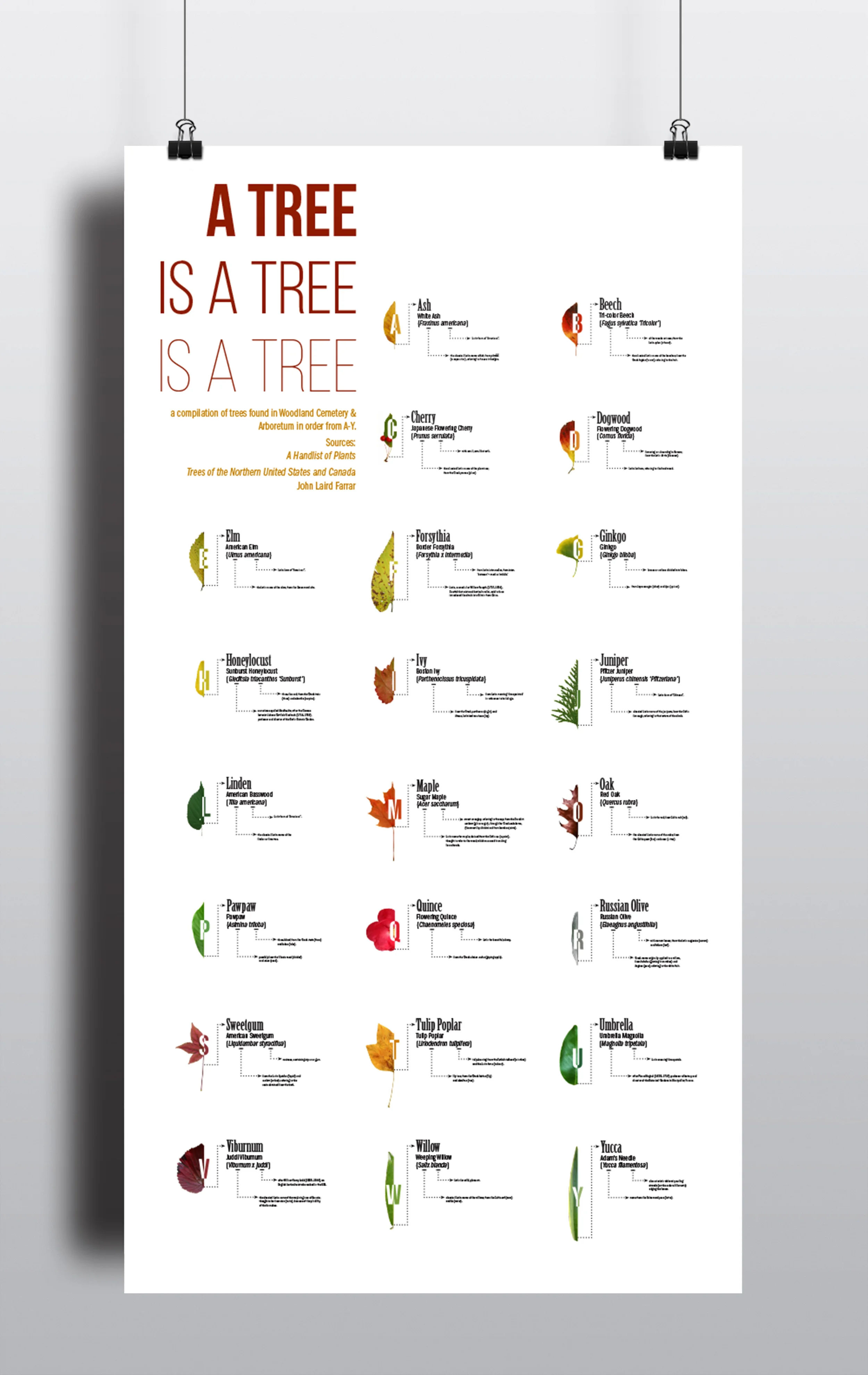Arboretum Tree Infographic