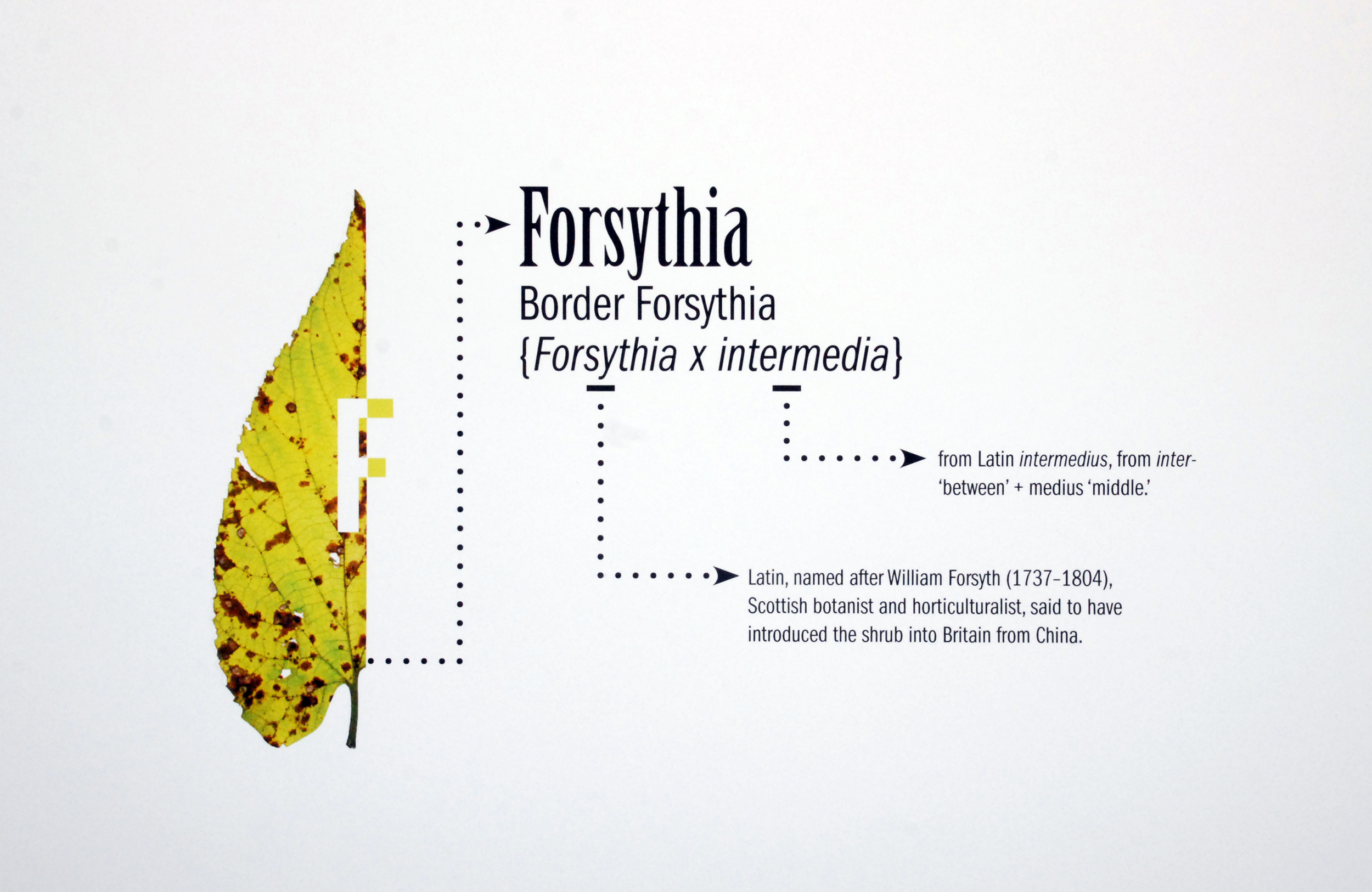 forsythia.jpg