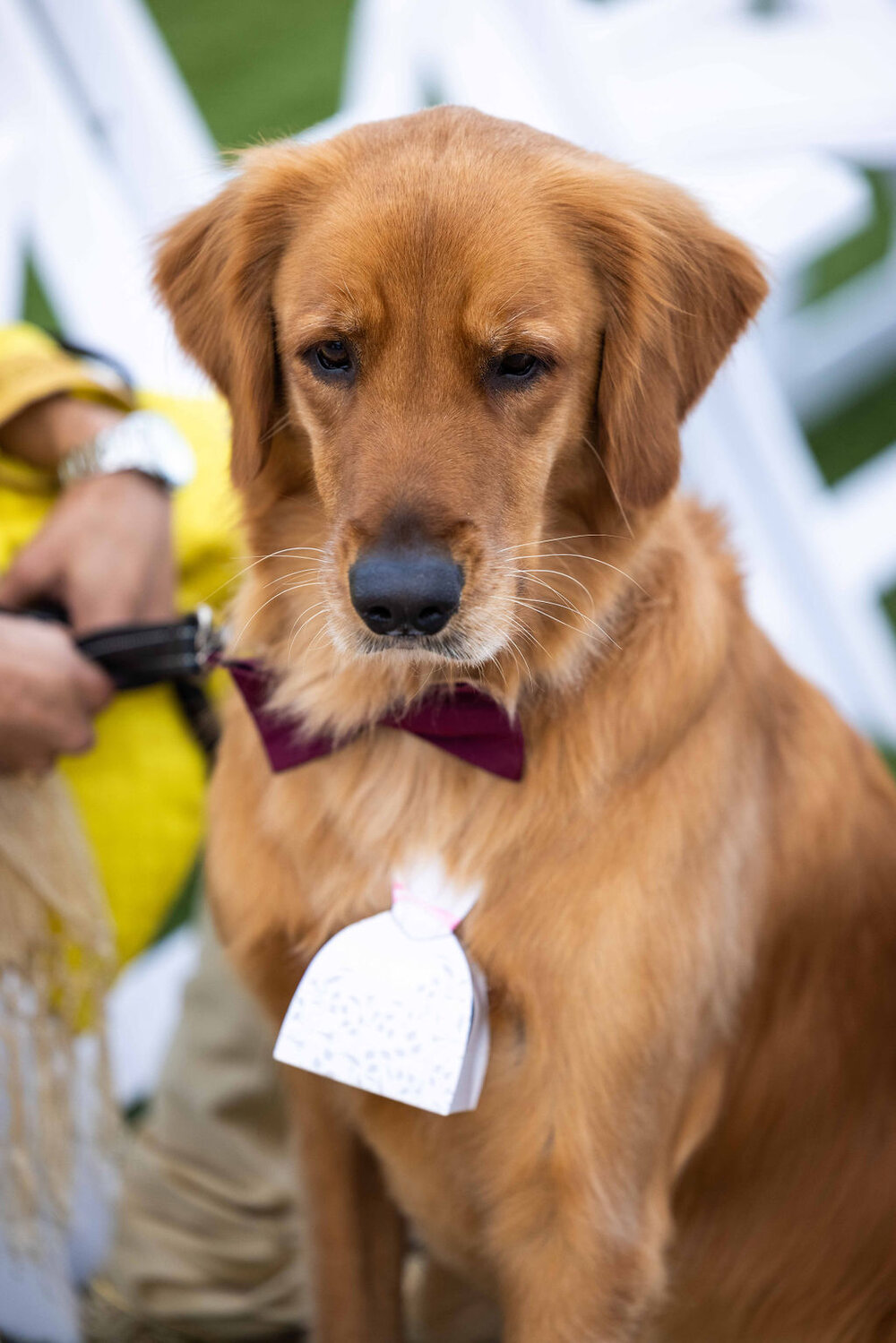 dog-wedding-golden-retriever.jpeg