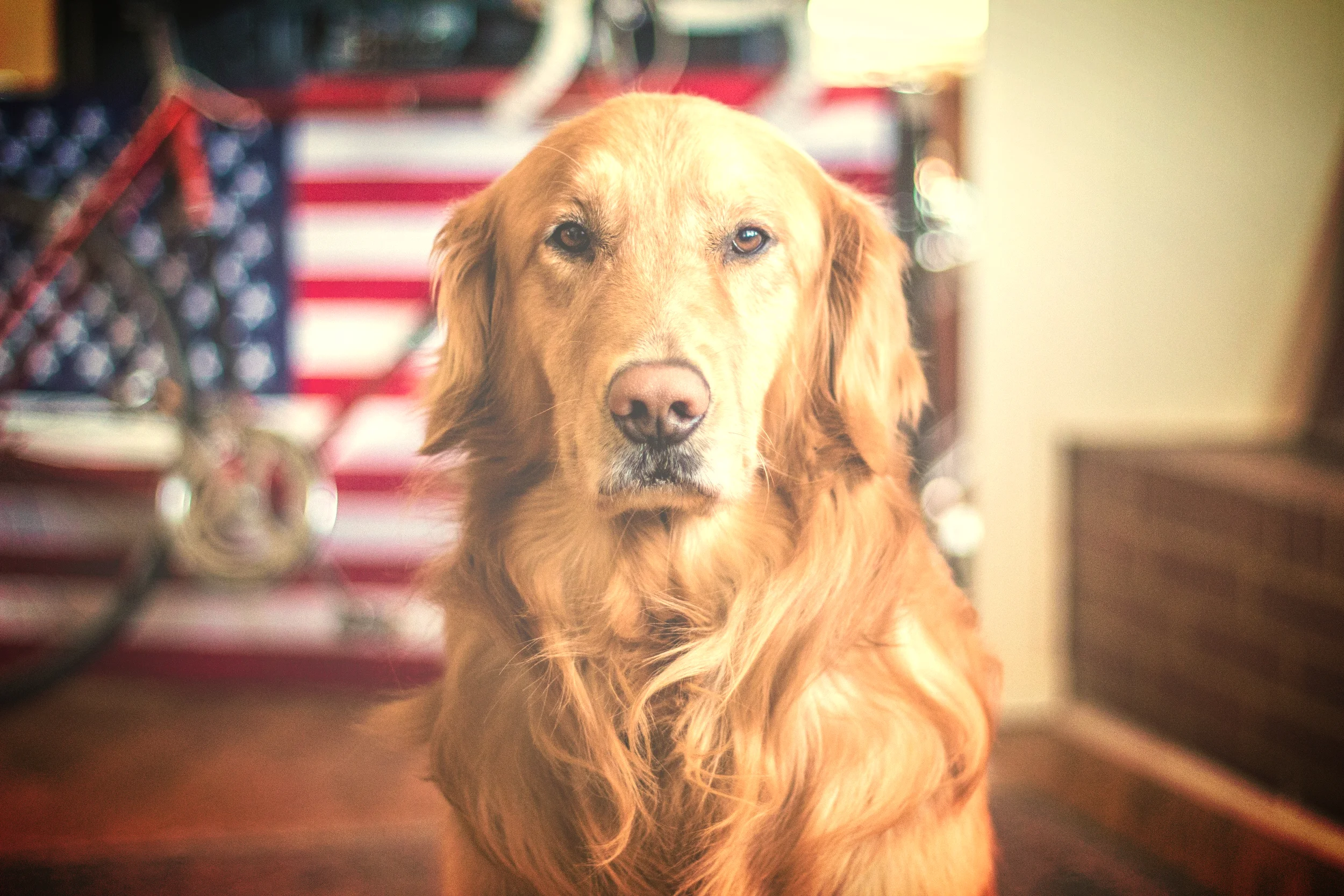 golden retriever flag.jpeg