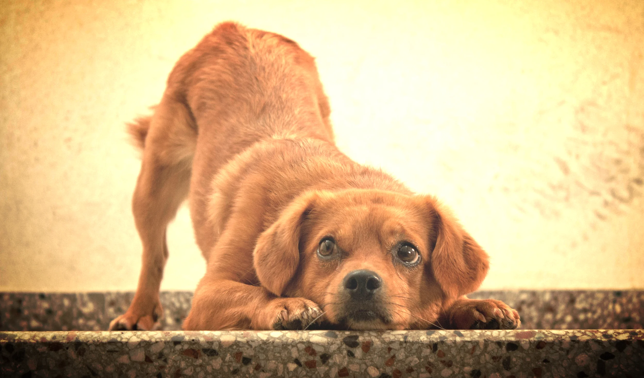 nice-dog-1335505.jpg