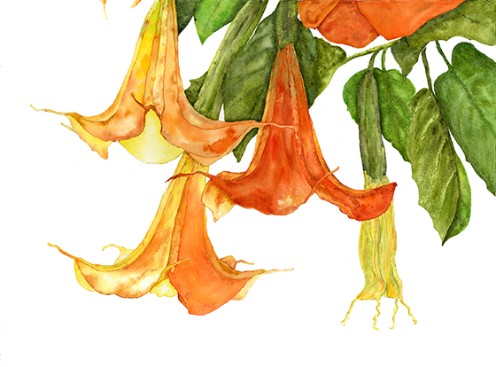 Angel Trumpets - Copy.png
