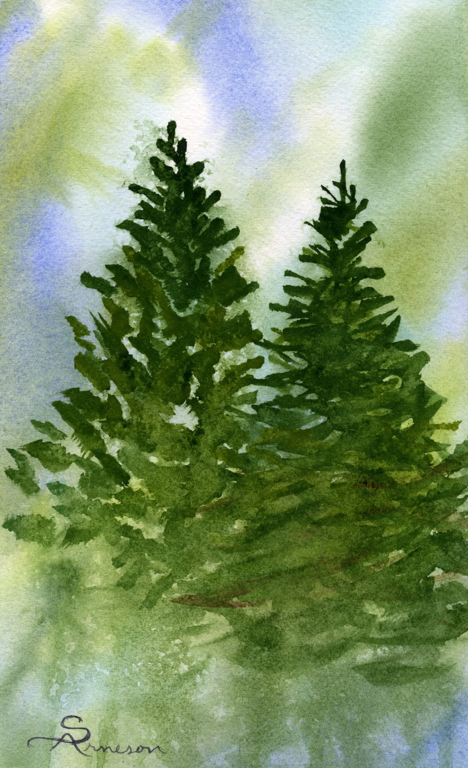 Dual Conifers.jpg