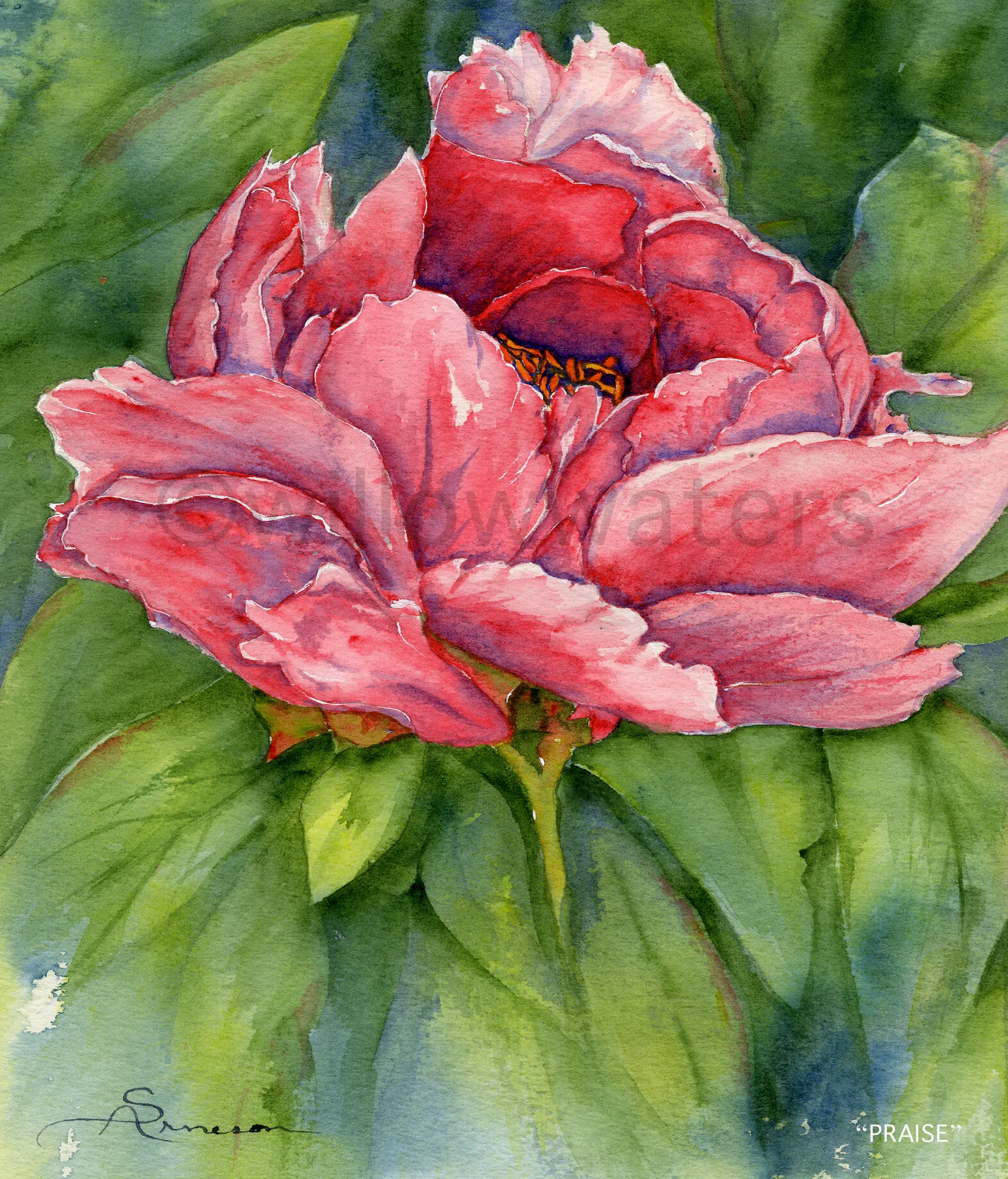 pinkpeony_NL_w.jpg