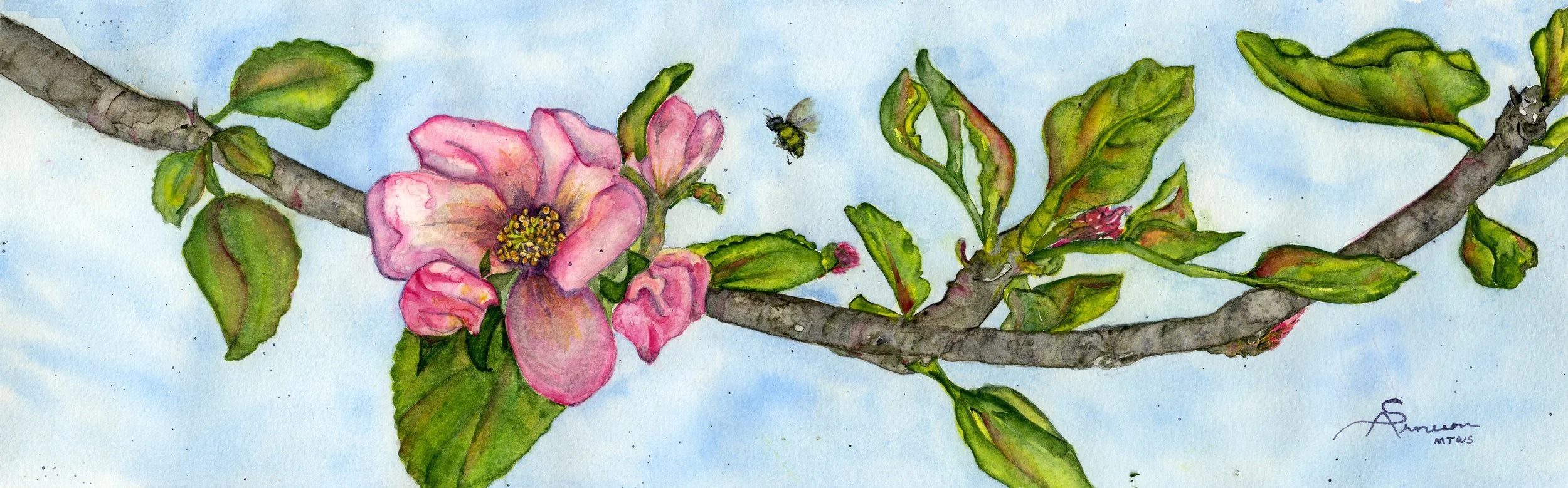 Crab Apple Blossum