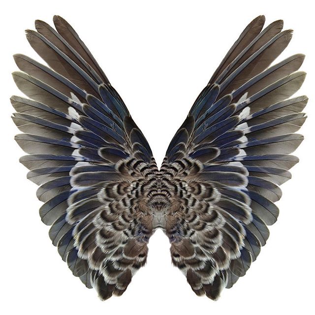 Beautiful work by @garethhaywardart - New Species 2 - now available in three sizes. #artist #art #fineart #design #media #fashion #installation #creative #consultancy #coaching #mentoring #inspirational #photography #business #businesscoaching #posit