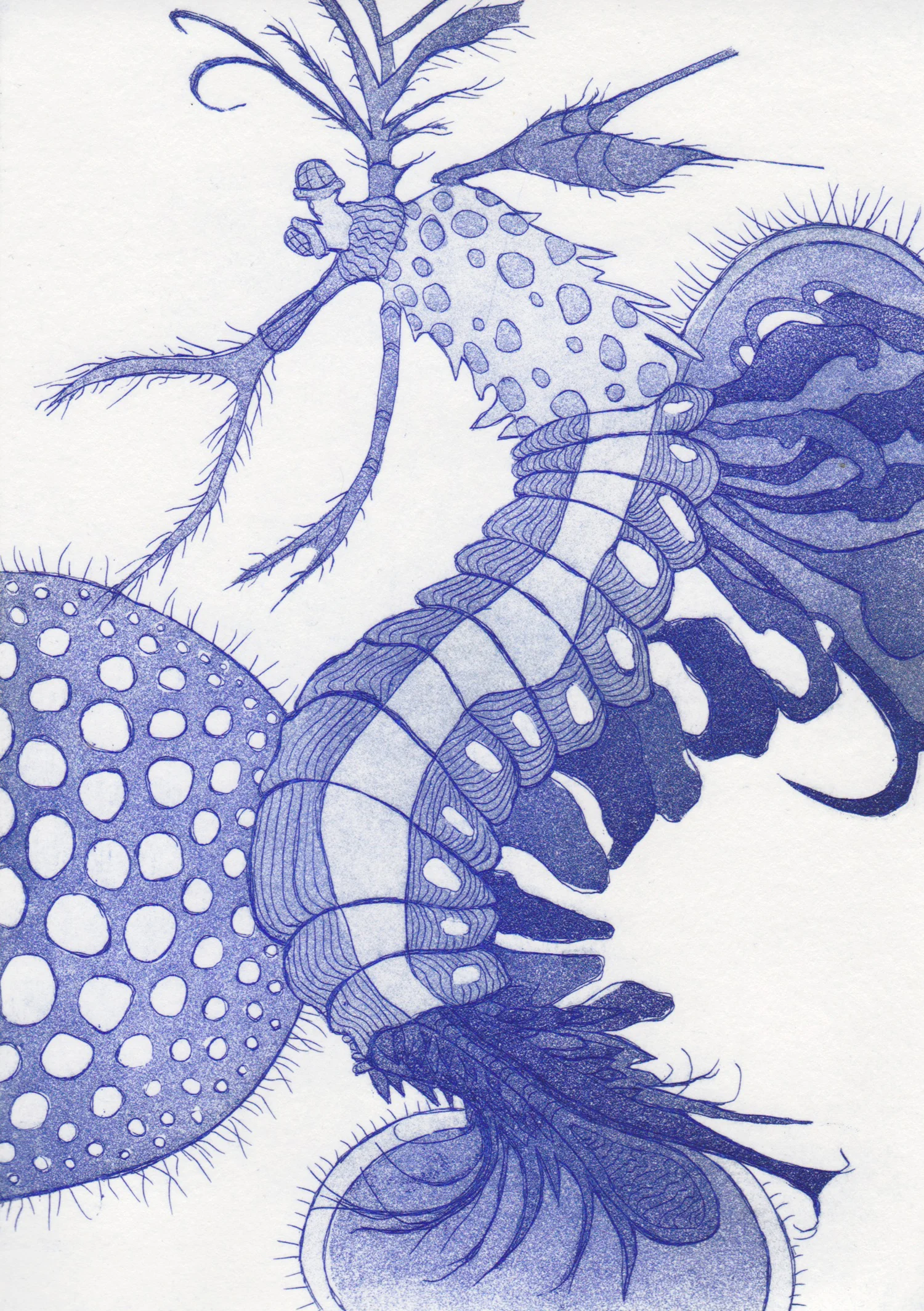 Stomatopod