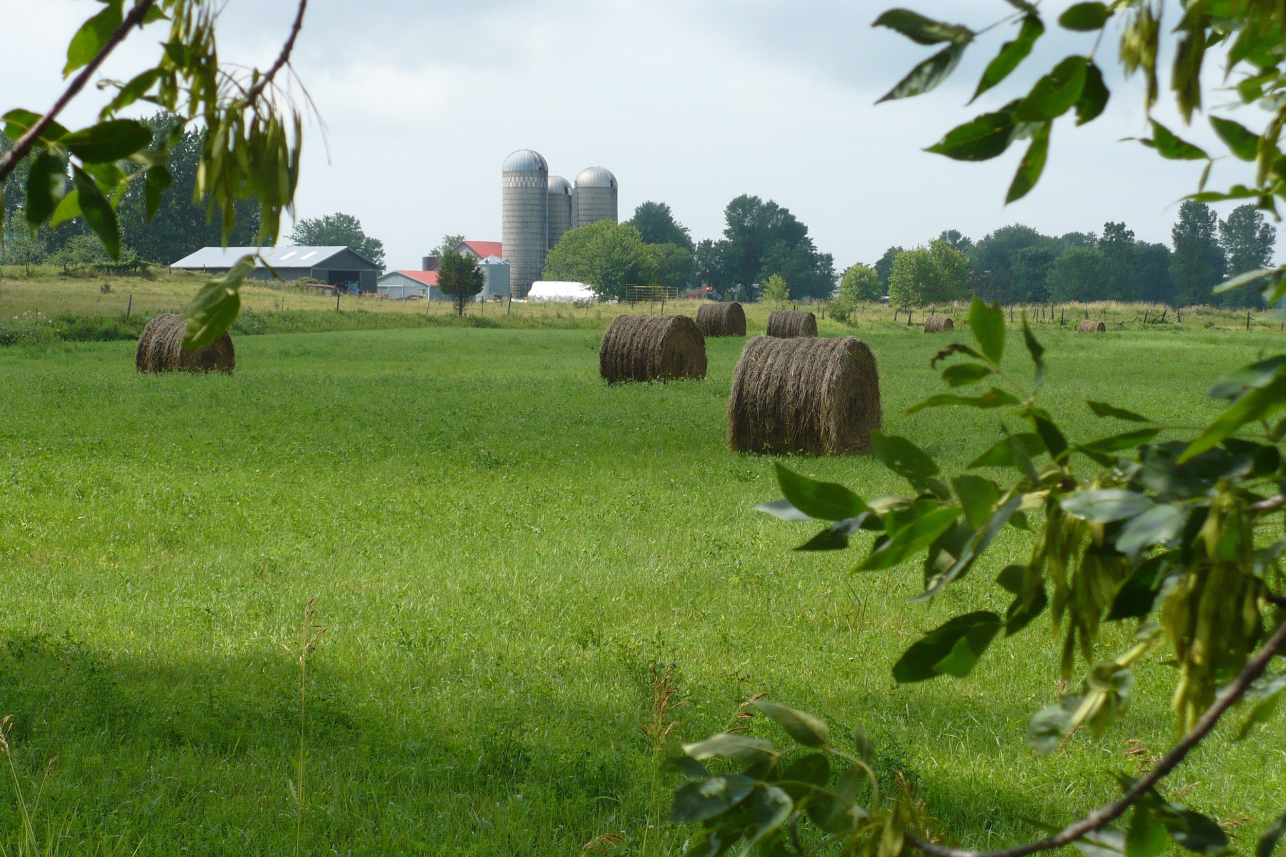 Farmer's field 1.jpg