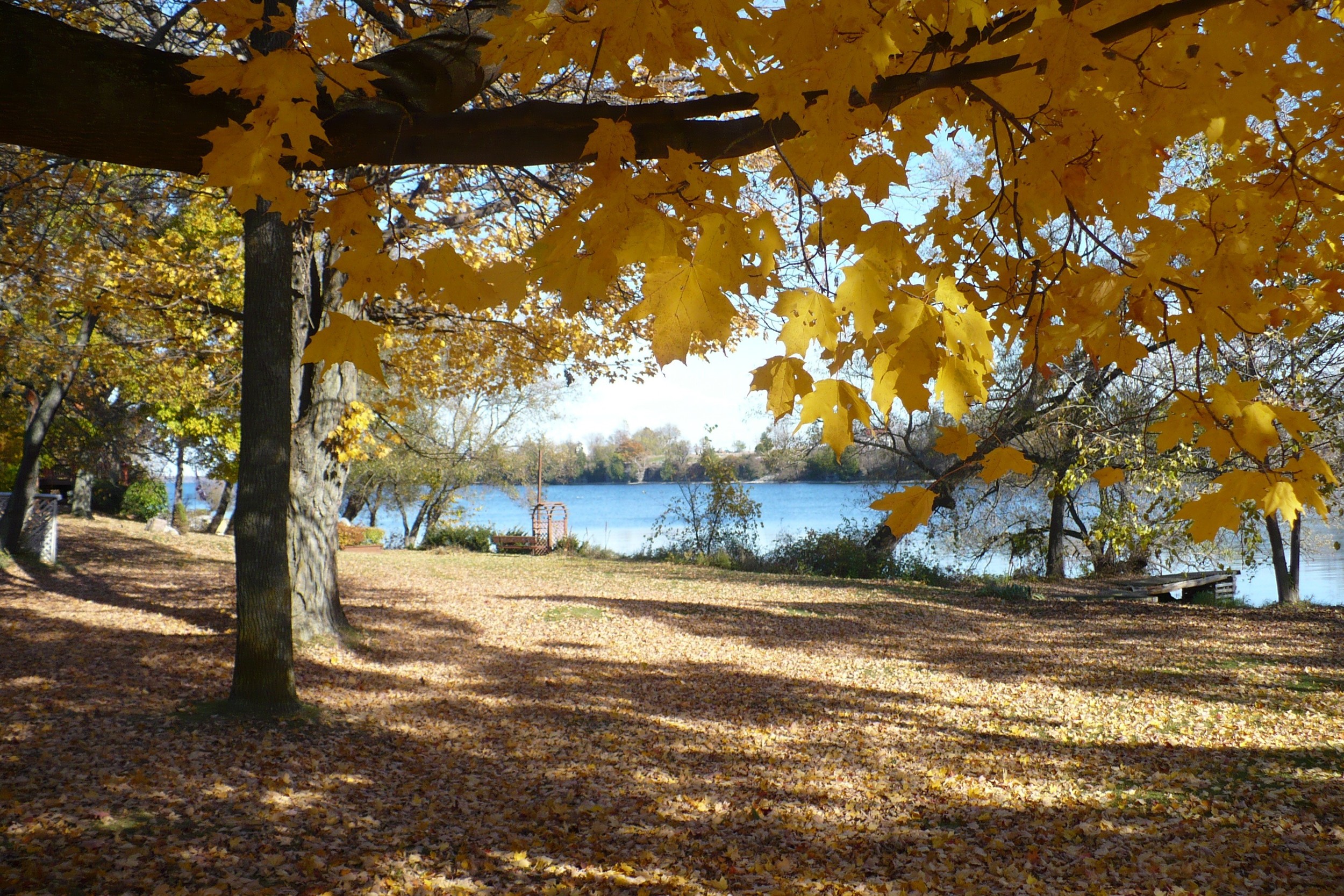 October trees 1.jpg