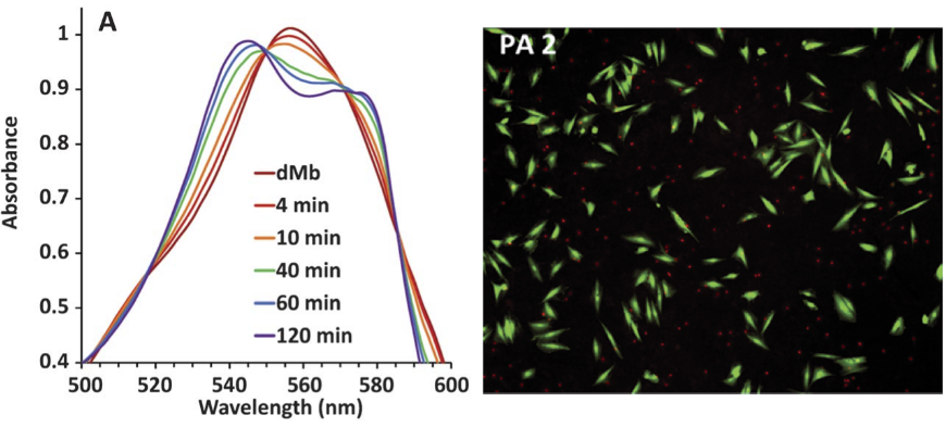 [18] A Peptide-Based Material for Therapeutic Carbon Monoxide Delivery