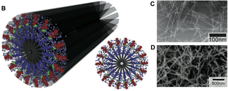 [22] Supramolecular Nanofibers of Peptide Amphiphiles for Medicine