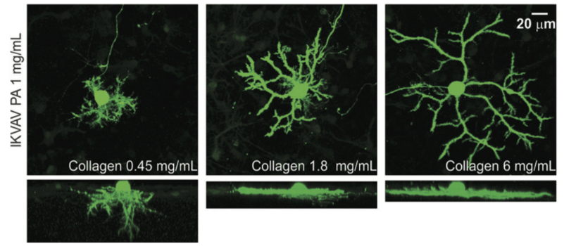 [23] Synergistic Regulation of Cerebellar Purkinje Neuron Development by Laminin Epitopes and Collagen on an Artificial Matrix