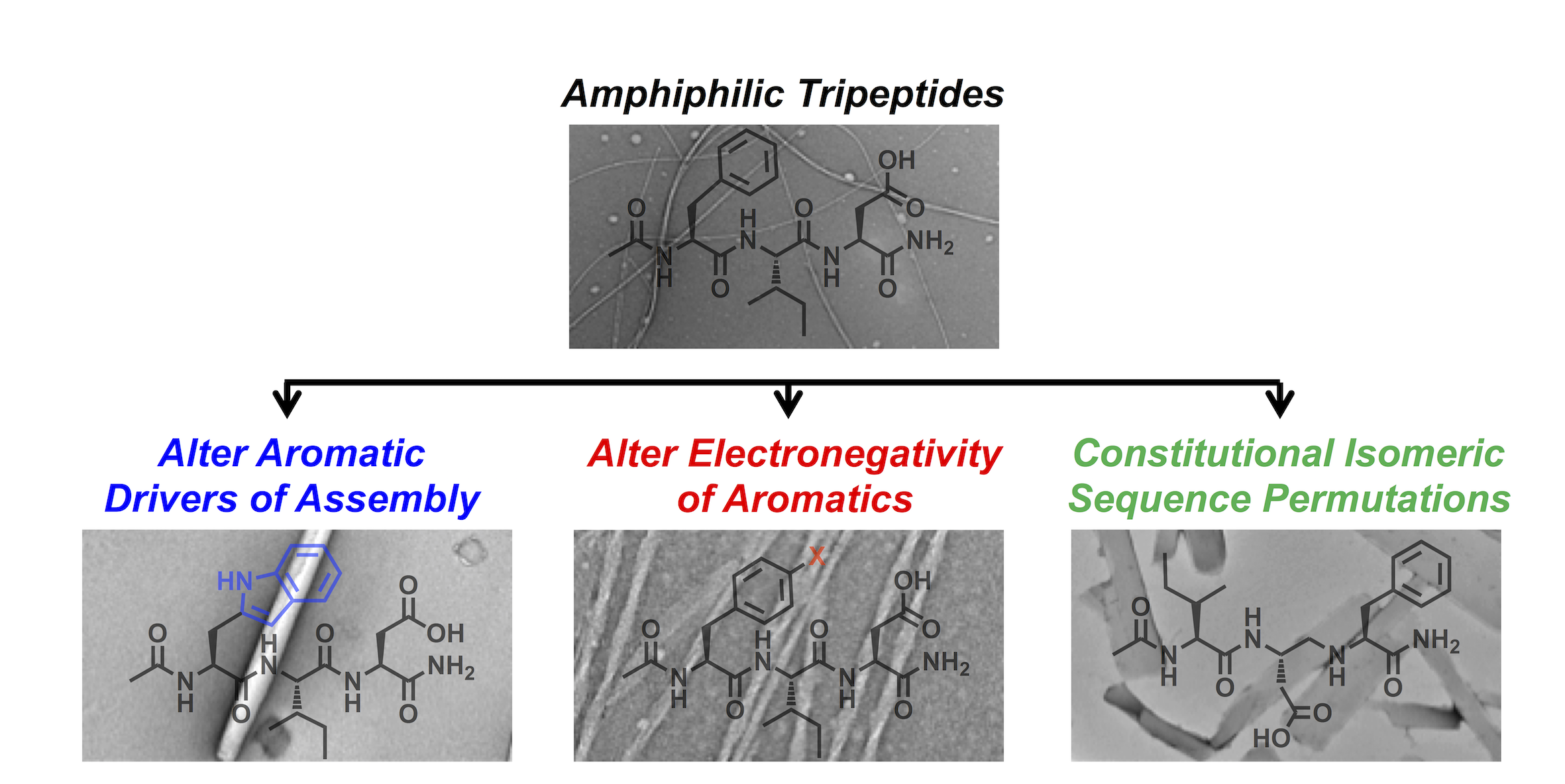 [52] Aromatic Identity, Electronic Substitution, and Sequence in Amphiphilic Tripeptide Self-Assembly