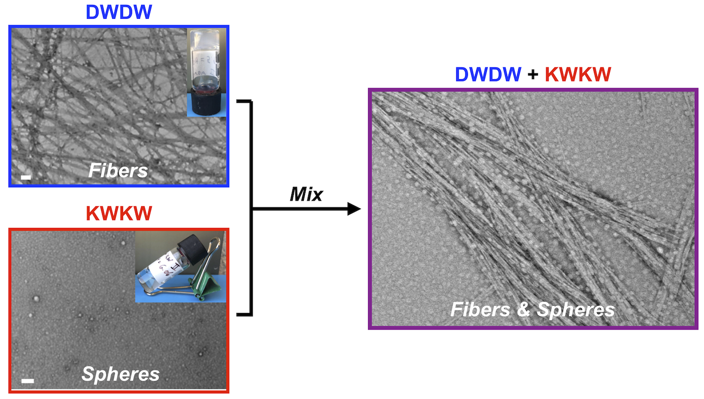 [61] Electrostatic-Driven Self-Sorting and Nanostructure Speciation in Self-Assembling Tetrapeptides