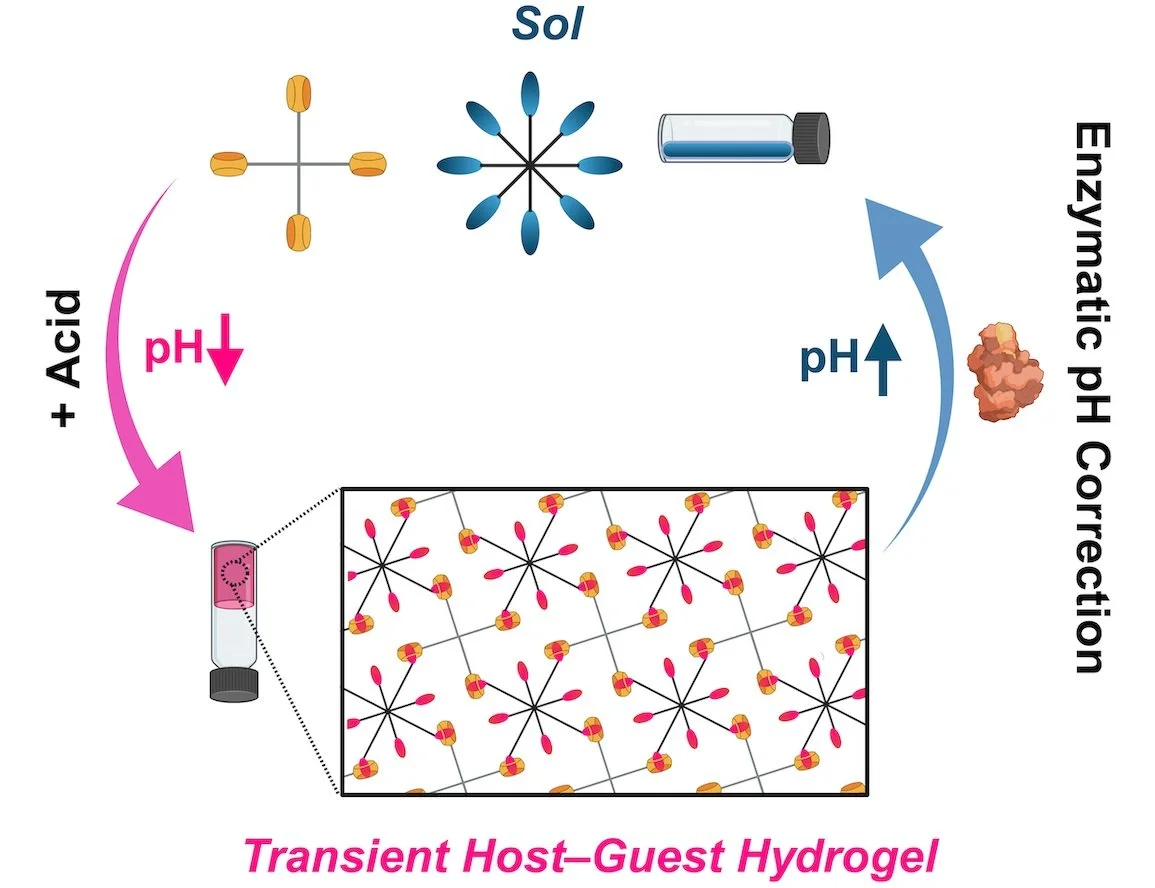 [110] Using a Biocatalyzed Reaction Cycle for Transient and pH-Dependent Host–Guest Supramolecular Hydrogels