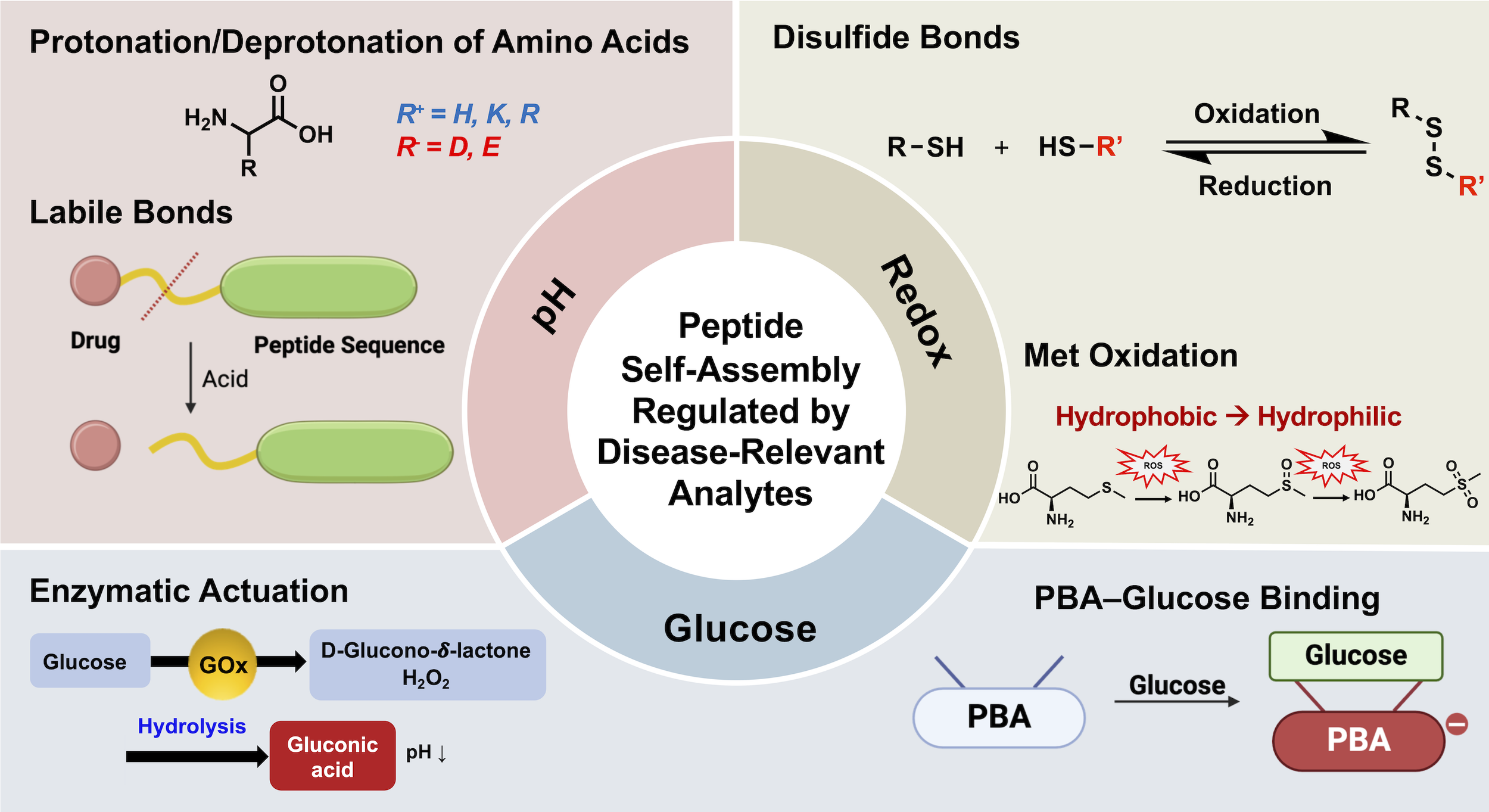 [116] Engineering Disease Analyte Response in Peptide Self-Assembly