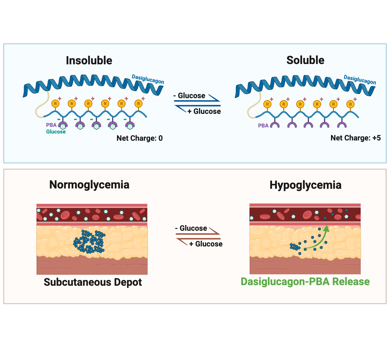 [136] Engineering a Glucose-Responsive Glucagon Prodrug Through Arginine–Phenylboronic Acid Pendant Modification