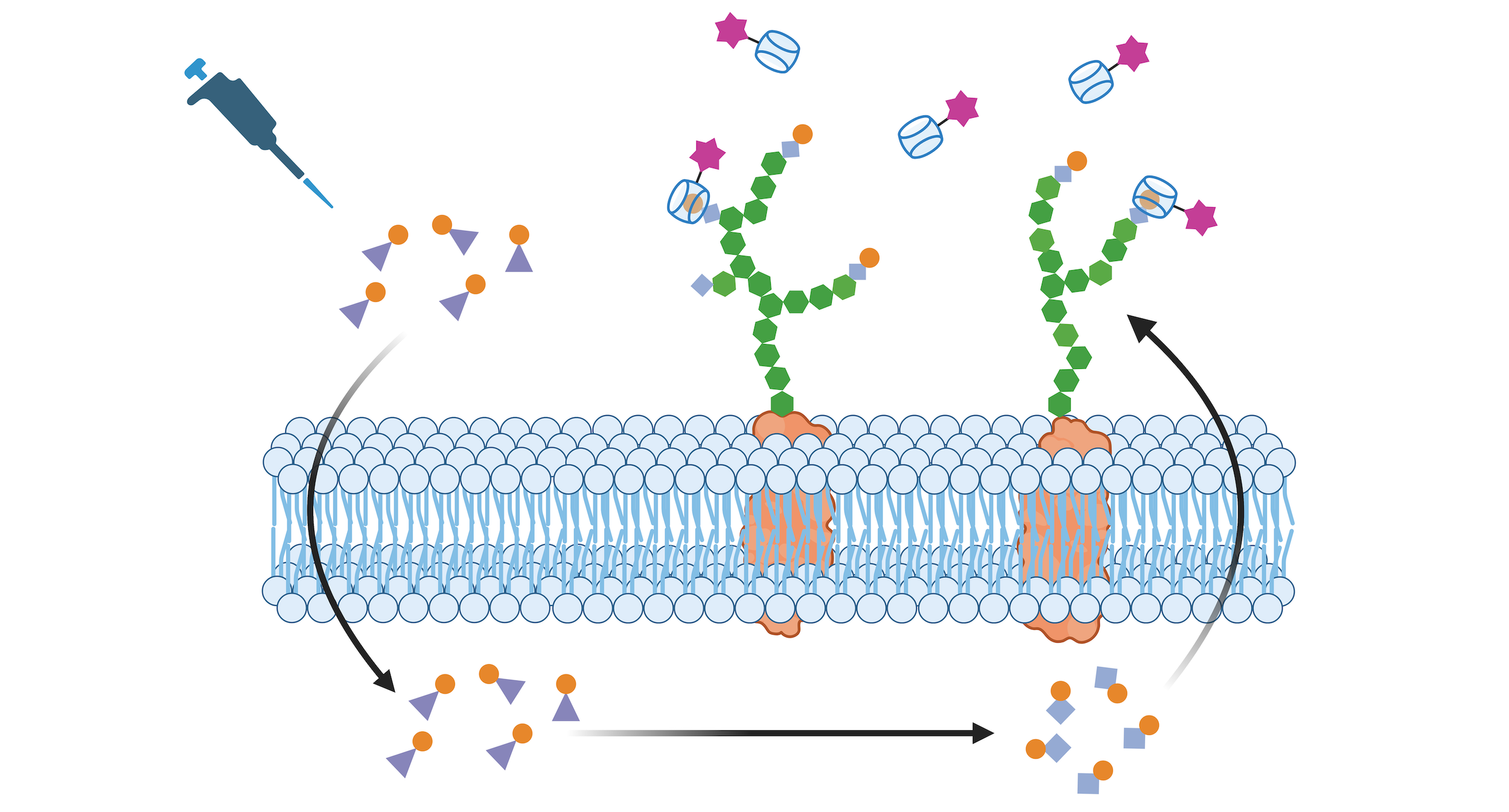 [137] Metabolic Glycoengineering of Synthetic “Membrane Receptors” via Supramolecular Host–Guest Recognition