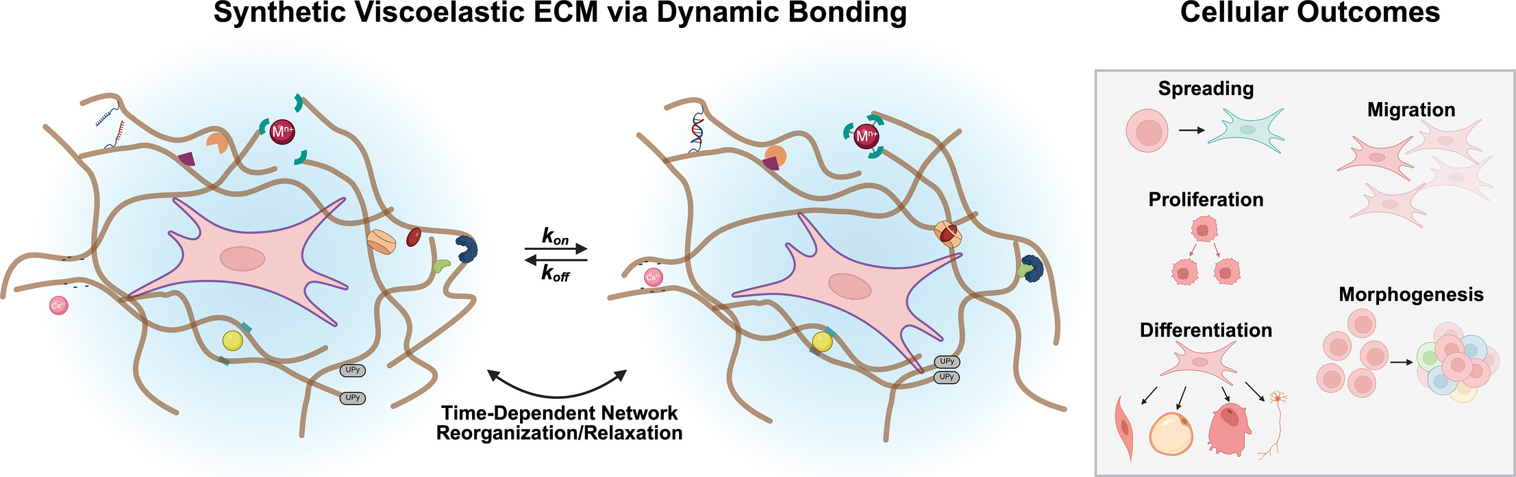 [139] Engineering the Fourth Dimension of Cell-Instructive Hydrogels Through Dynamic Bonding