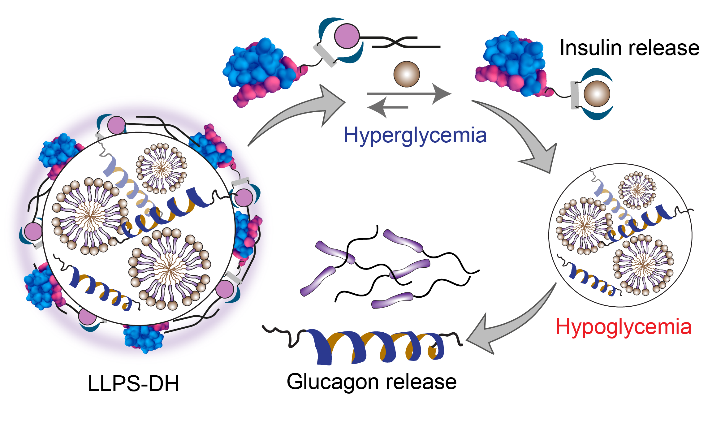[140] Supramolecular Peptide Coacervates for Dual-Hormone Glycemic Control via Opposing Glucose Recognition Mechanisms