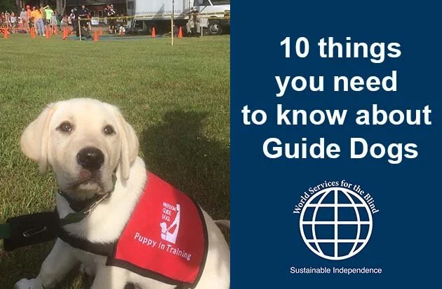Guide Dogs Facts About Service Dogs All About Top Service Dogs