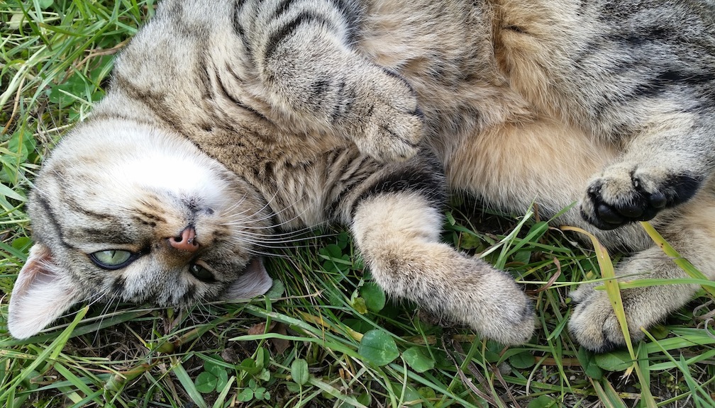The barn cat