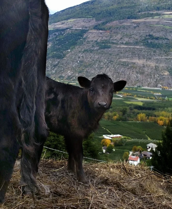 Two-week old calf