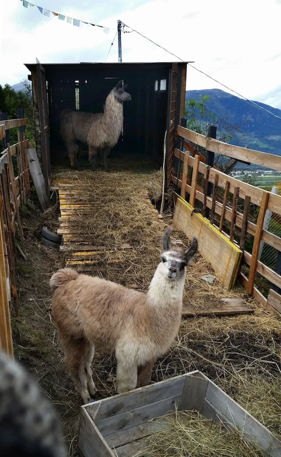 The llamas