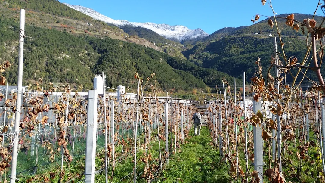 Harvesting red grapes from the company vineyard to be brought to the Van den Dries family at Weinhof Calvenschlössl in Laatsch, a few towns over.