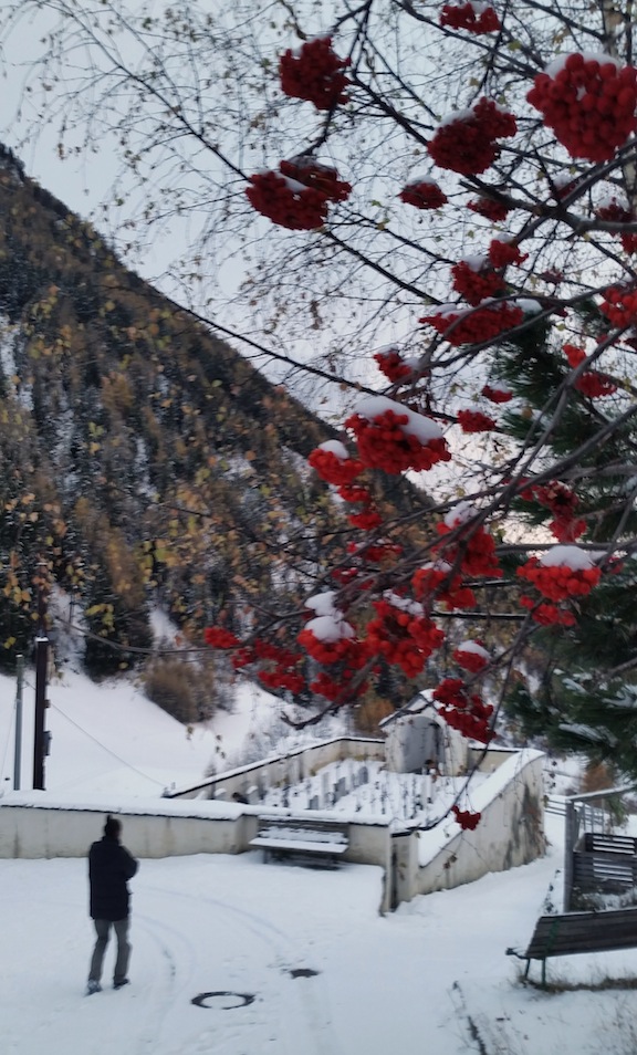 A "Bird Berry" tree, translation from German