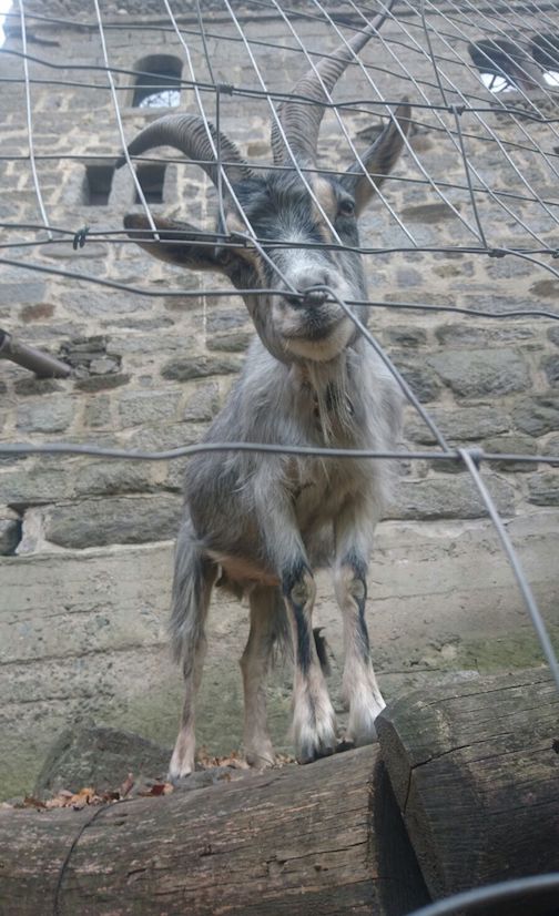 A curious goat at Brunnenburg