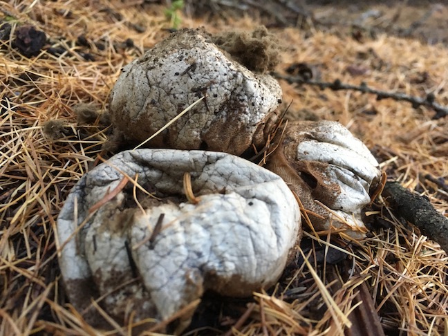A type of fungus that, when you whack the bulb, emits a poisonous gas. I had to give it a go- the temptation was too difficult to resist.
