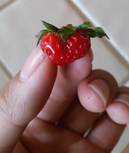 Tiny garden strawberry