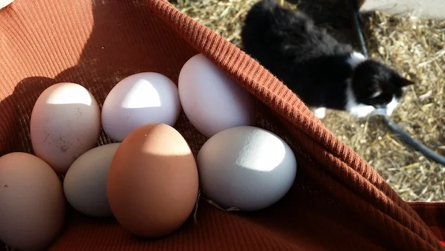Morning eggs