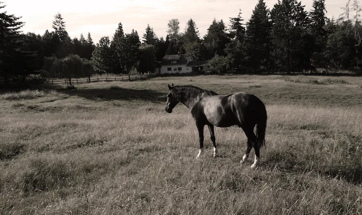 Blue, one-eyed rescue horse.