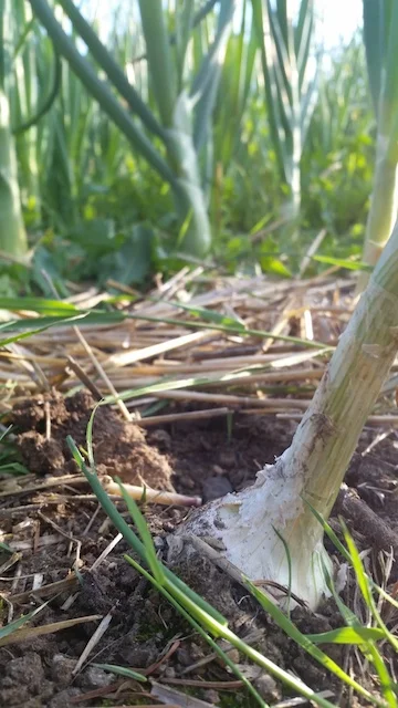 White onions