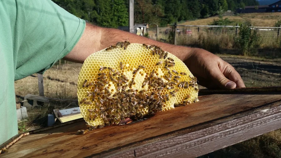 Beekeeping neighbor, Gus gives us a tour of the hive.