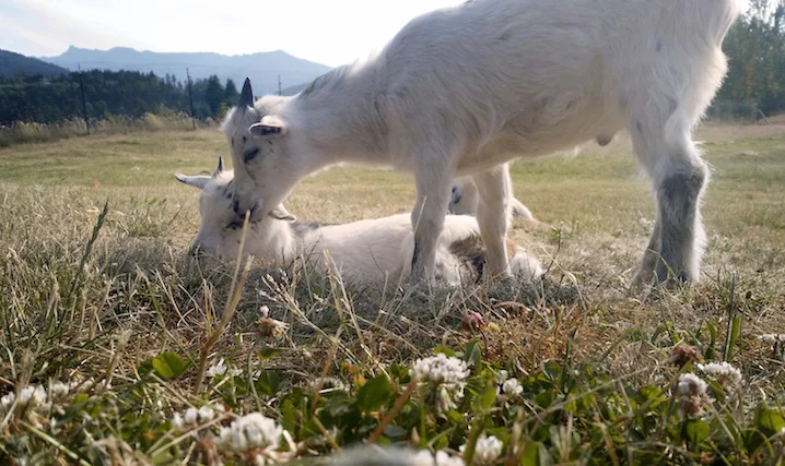 goats.jpg