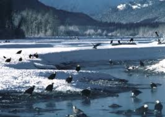 Bald Eagles Gather to Feast on Salmon in the Chilkat Bald Eagle Preserve, near Haines, AK