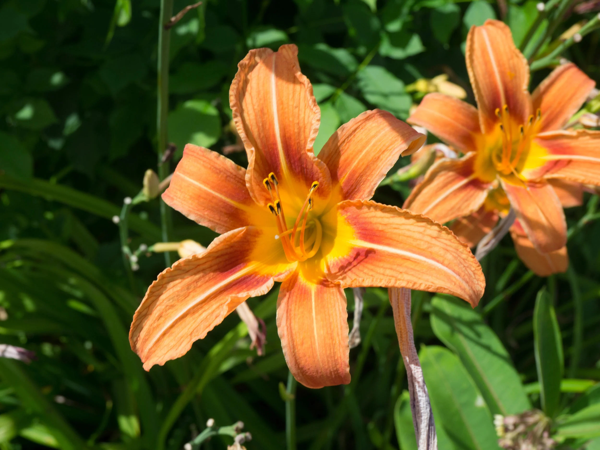My Garden