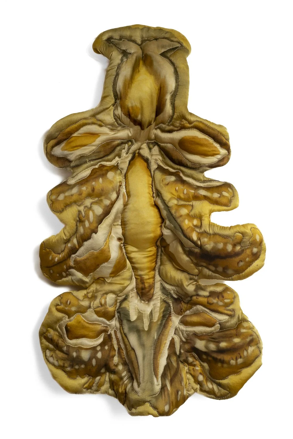 solidago venus.jpg