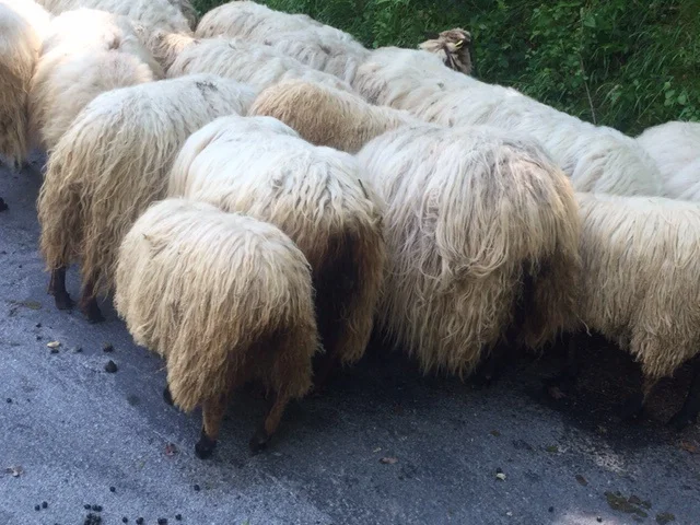Sheep, again.