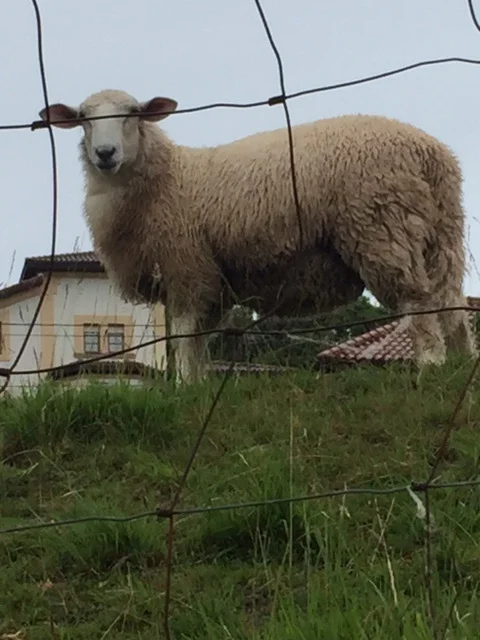 Sheep portrait