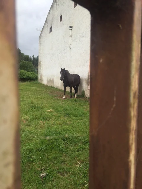 Horse portrait