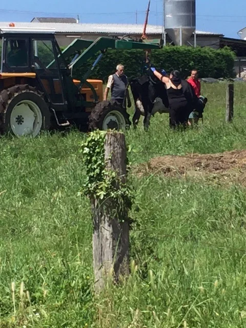 How to move a cow. With a tractor.